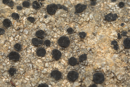iNaturalist observation photo of Common Lichens