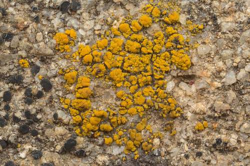 iNaturalist observation photo of cobblestone lichens