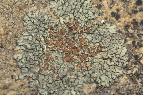 iNaturalist observation photo of Protoparmeliopsis
