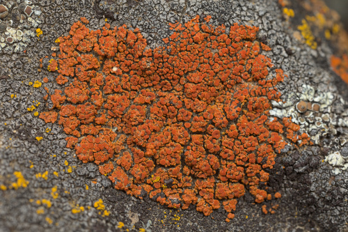 iNaturalist observation photo of Xanthorioideae