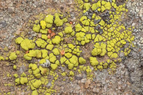 iNaturalist observation photo of cobblestone lichens