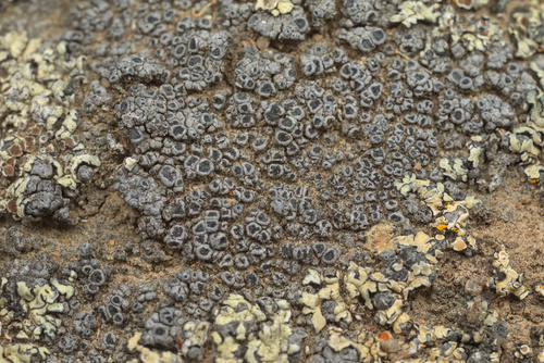 iNaturalist observation photo of Common Lichens
