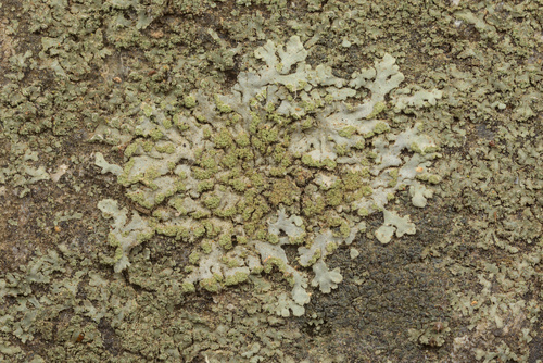 iNaturalist observation photo of wreath lichens