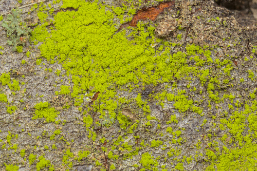 iNaturalist observation photo of Gold Dust Lichens