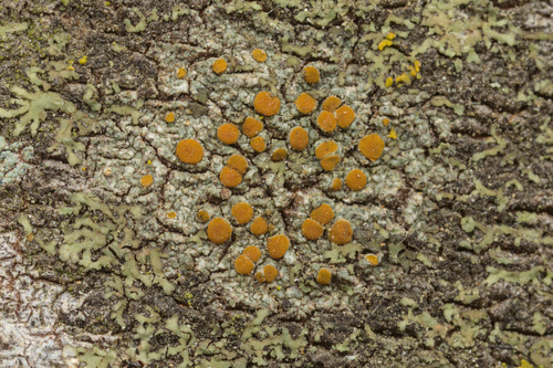 iNaturalist observation photo of sunburst lichens, firedots, and allies