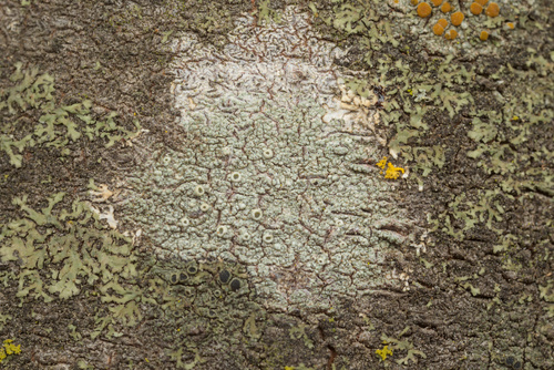 iNaturalist observation photo of Common Lichens