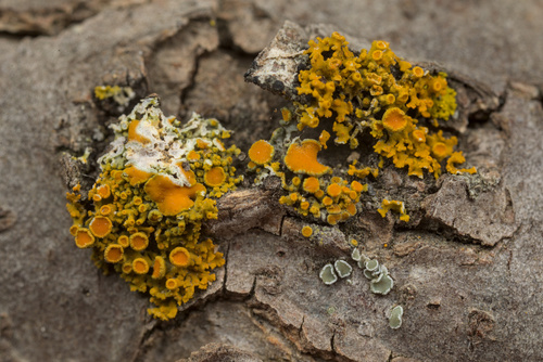 iNaturalist observation photo of Xanthorioideae
