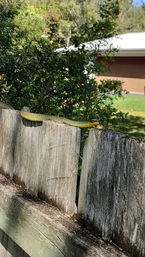 Common Tree Snake sighting