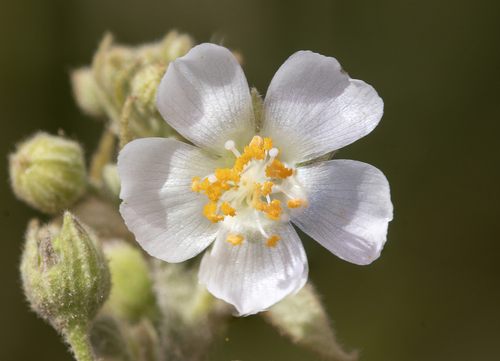 Wissadula contracta