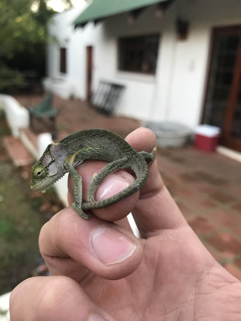 Knysna Dwarf Chameleon from 7600, Stellenbosch, WC, ZA on June 25, 2019 ...