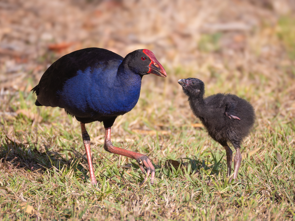 Australasian Swamphen photo