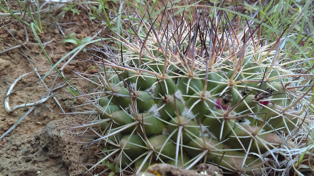 Mammillaria wagneriana  iNaturalist