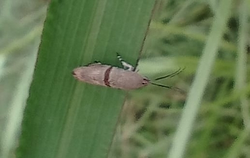 Phykodes minor