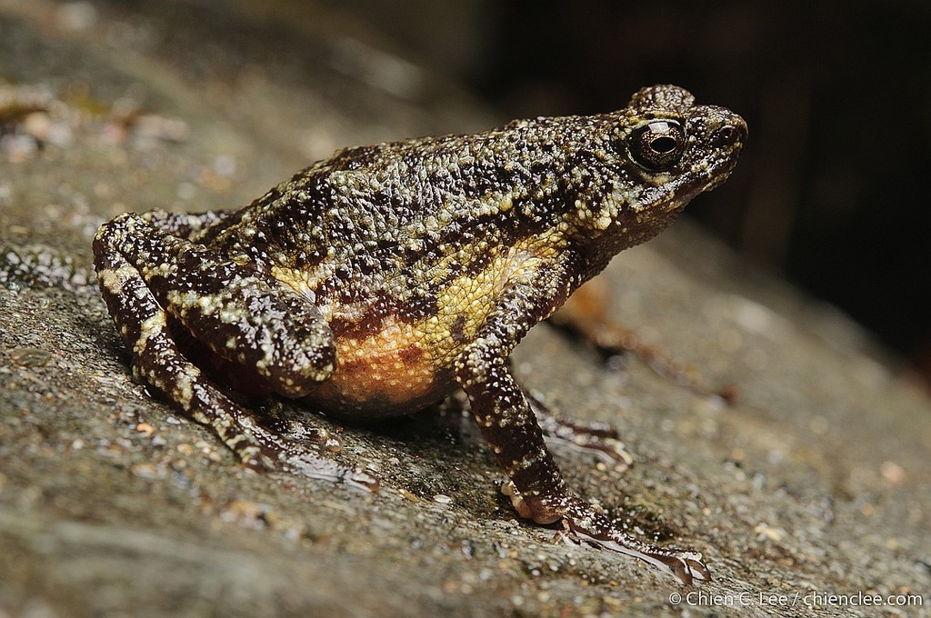 Muller's Stream Toad
