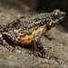 Muller's Stream Toad - Photo (c) Chien Lee, all rights reserved, uploaded by Chien Lee