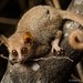 Grey Mouse Lemur - Photo (c) Chien Lee, all rights reserved, uploaded by Chien Lee
