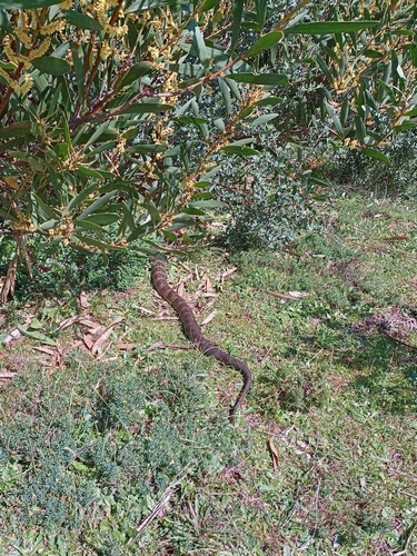 Tiger Snake sighting