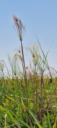 Papyrus sedge