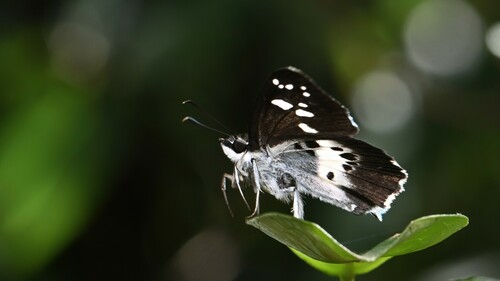 White-banded Flat
