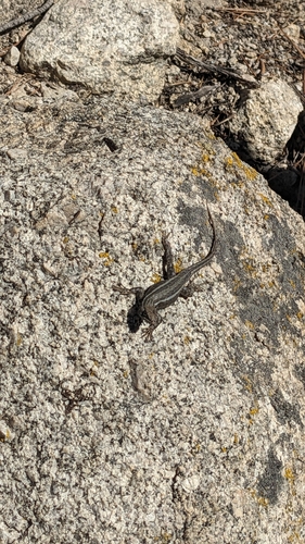 iNaturalist observation photo of Common Sagebrush Lizard
