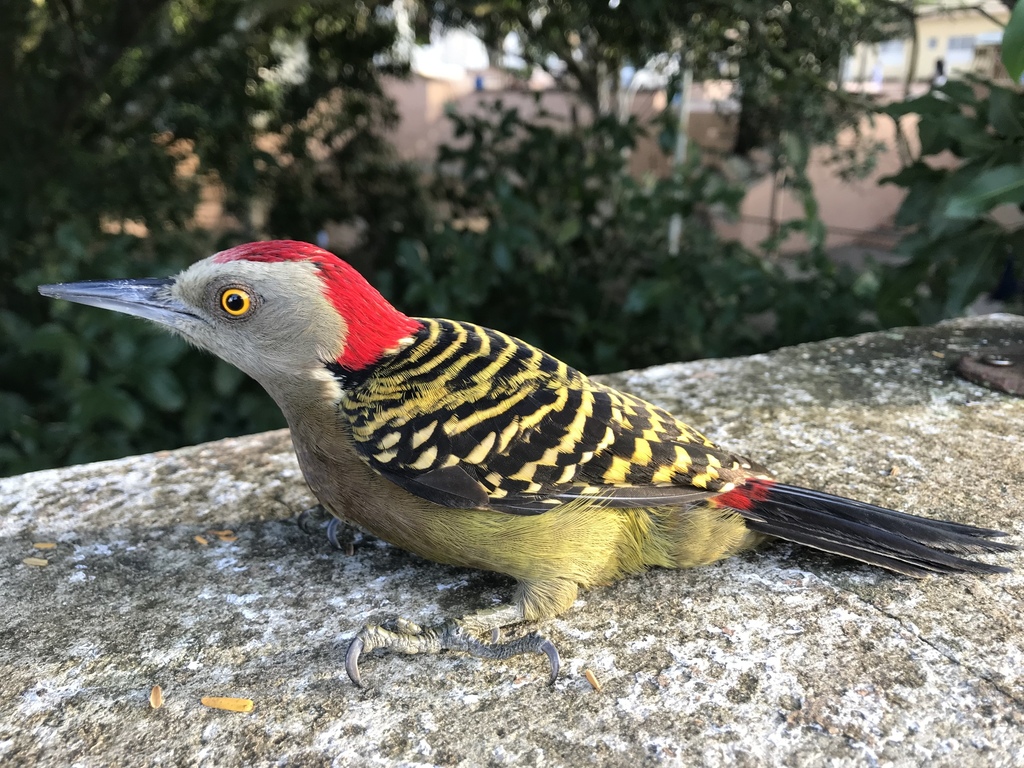 Hispaniolan Woodpecker