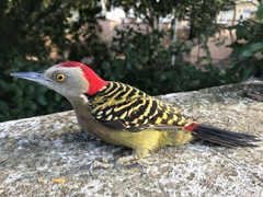 Hispaniolan Woodpecker