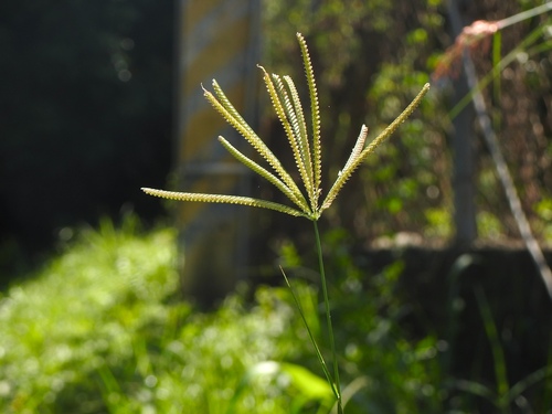 Chloris pilosa
