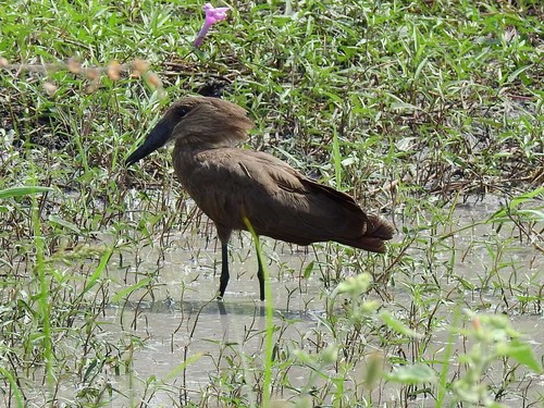 Hamerkop