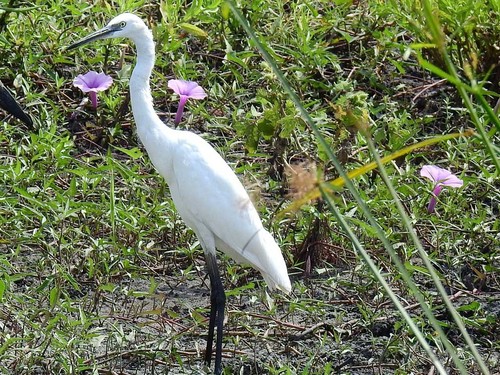 Little Egret