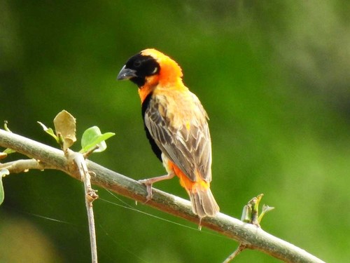 Southern Red Bishop
