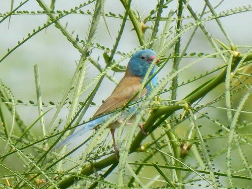 Blue-capped Cordonbleu