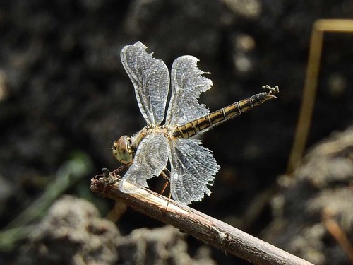 Southern Banded Groundling
