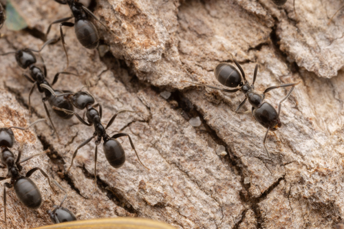 Anonychomyrma fornicataAnonychomyrma fornicata