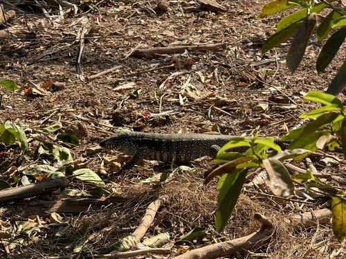 Argentine Black-and-white Tegu