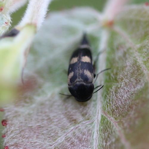 Paprastasis Dygliavabalis nuotrauka