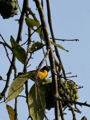 Euphonia chlorotica chlorotica