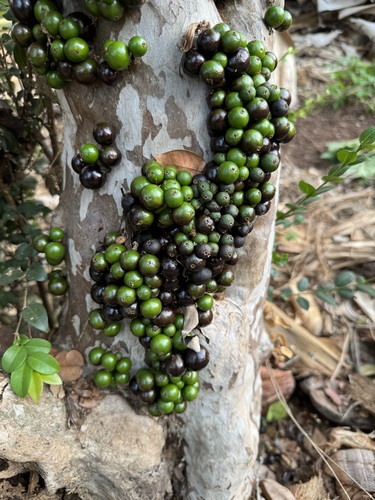 Jaboticaba