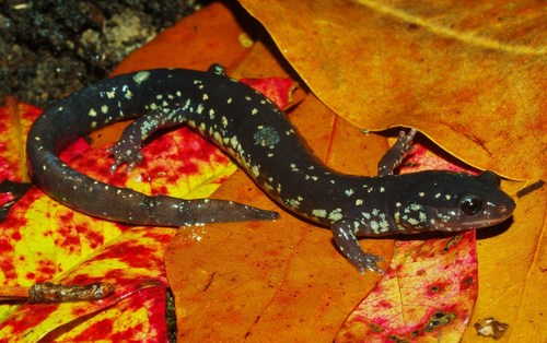 Mississippi Slimy Salamander