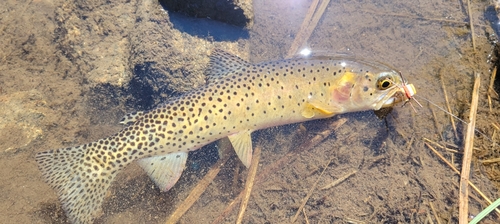 Rocky Mountain Cutthroat Trout