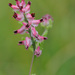 Fumaria densiflora - Photo (c) Tig, todos los derechos reservados