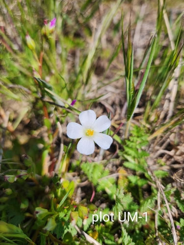 iNaturalist observation photo of Calandrinia
