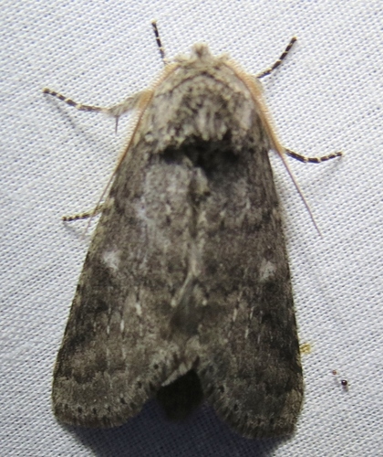 Variable Oakleaf Caterpillar Moth