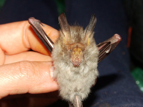 Hairy Slit-faced Bat