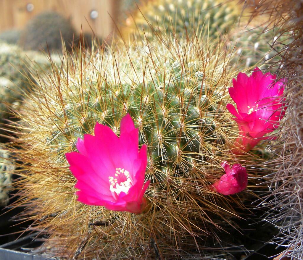 Weingartia torotorensis