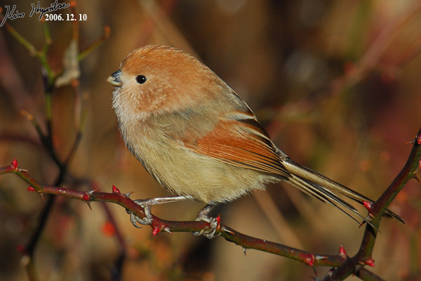 Vinous-throated Parrotbill photo