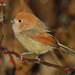 Vinous-throated Parrotbill - Photo (c) Kim, Hyun-tae, all rights reserved, uploaded by Kim, Hyun-tae