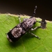 Japanese Fungus Weevil - Photo (c) WonGun Kim, all rights reserved, uploaded by WonGun Kim