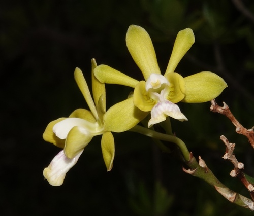 Psychilis krugii