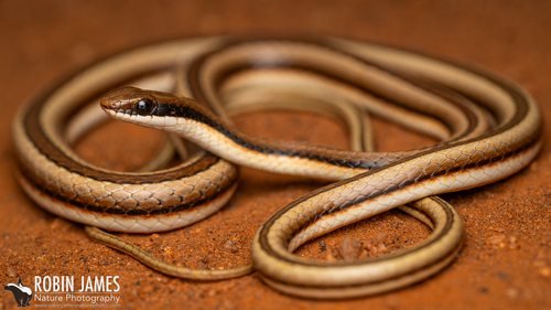 Psammophis pulcher