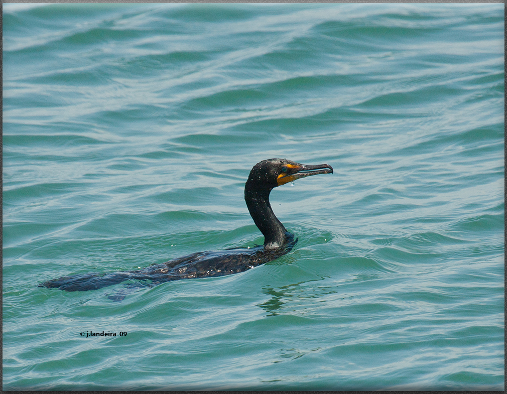 Double-crested Cormorant From Panamá On January 29, 2007 By Jesús 